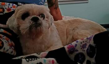Rescue Shih Tzu Dogs for Adoption in Winter Garden, Florida - Grandpa Chewy | PetCurious