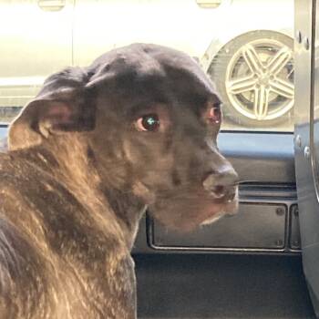 Rescue Mixed Breed Dogs for Adoption in West Chester, Pennsylvania - Slim Spice | PetCurious