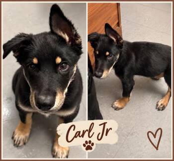 Carl Jr. -  German Shepherd Dog and Mixed Breed Dog for Adoption in Zimmerman, Minnesota - Carl Jr. | PetCurious