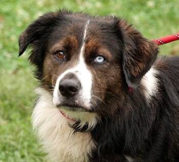 Zeus -  Australian Shepherd and Saint Bernard Dog for Adoption in Millfield, Ohio - Zeus | PetCurious