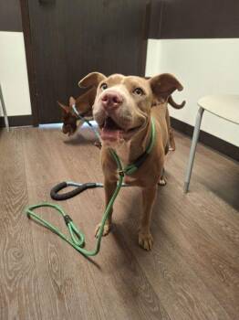 Helena -  Mixed Breed Dog for Adoption in Atlanta, Georgia - Helena | PetCurious