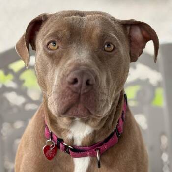 Mixed Breed Dogs Available for Adoption - Emma | PetCurious