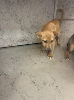 German Shepherd Dog and Mixed Breed Dogs Available for Adoption - Pretty Girl | PetCurious