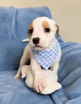 Labrador Retriever Dogs Available for Adoption in Lafayette, Louisiana - Colby Jack | PetCurious
