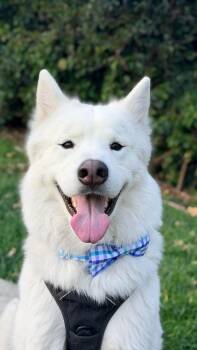 Samoyed Dogs Available for Adoption in Santa Monica, California - Rowan | PetCurious