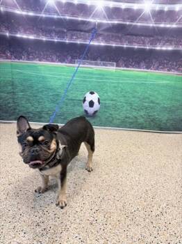 KORA -  French Bulldog Dog for Adoption in Doral, Florida - KORA | PetCurious