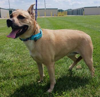 Rescue Labrador Retriever and Mixed Breed Dogs for Adoption in Fremont, Ohio - Coco | PetCurious
