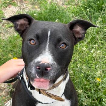 Pit Bull Terrier and Mixed Breed Dogs Available for Adoption in Shorewood, Illinois - Danny | PetCurious
