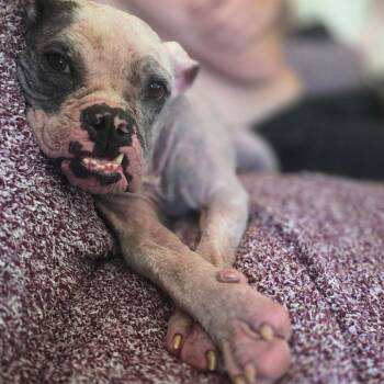 Mixed Breed Dogs Available for Adoption - Hope | PetCurious