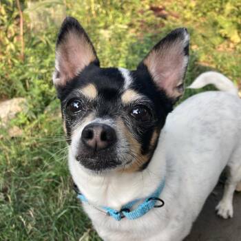 Bailey -  Chihuahua Dog for Adoption in Providence, Rhode Island - Bailey | PetCurious