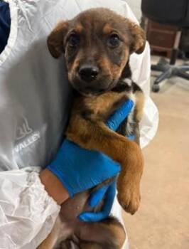 Mixed Breed Dogs Available for Adoption in West Chester, Pennsylvania - Chiquita | PetCurious