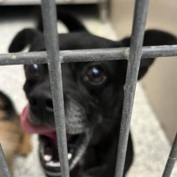 Tux -  Chihuahua Dog for Adoption in Taos, New Mexico - Tux | PetCurious