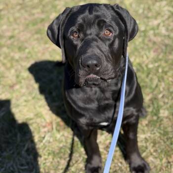 Cane Corso and Black Labrador Retriever Dogs Available for Adoption - Clifford | PetCurious