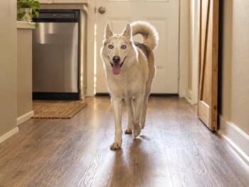 Missy Blue-tiful -  Husky and German Shepherd Dog Dog for Adoption in Friendswood, Texas - Missy Blue-tiful | PetCurious