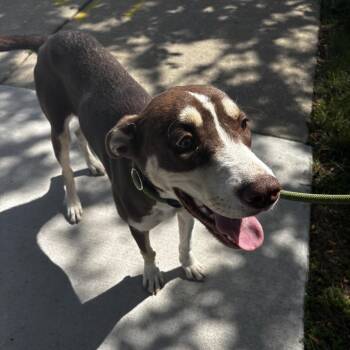 Kimchi -  Mixed Breed Dog for Adoption in Skokie, Illinois - Kimchi | PetCurious
