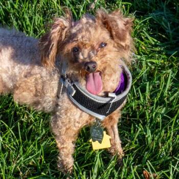 POPPY -  Poodle and Mixed Breed Dog for Adoption in St. Louis, Missouri - POPPY | PetCurious