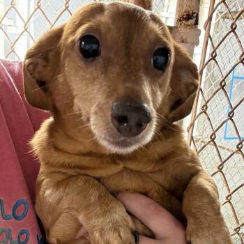 BUCKY -  Dachshund Dog for Adoption in Carrollton, Texas - BUCKY | PetCurious