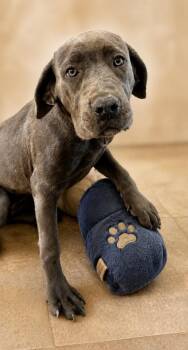 Cane Corso Dogs Available for Adoption in Cottonwood, Arizona - Itty | PetCurious