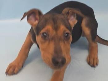 Kira -  German Shepherd Dog and Mixed Breed Dog for Adoption in Woodbury, Minnesota - Kira | PetCurious