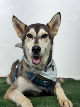Tim Husky-One of our Amazing Rescue Dogs -  Husky and Mixed Breed Dog for Adoption in Carlsbad, California - Tim Husky-One Of Our Amazing Rescue Dogs | PetCurious