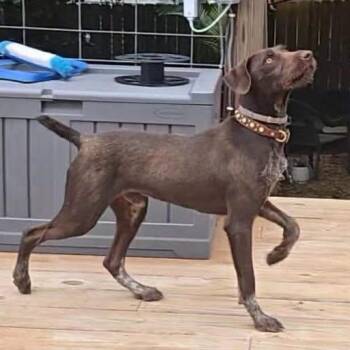 Doc (Talladega, Alabama) -  German Wirehaired Pointer Dog for Adoption in Santa Rosa, California - Doc (Talladega, Alabama) | PetCurious