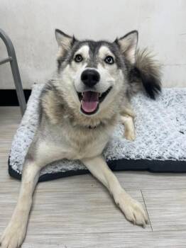 Husky Dogs Available for Adoption - Luna | PetCurious