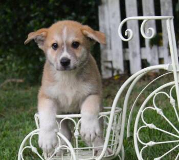 German Shepherd Dog and Yellow Labrador Retriever Dogs Available for Adoption in Holly Hill, South Carolina - Tanner 10 Weeks- Neuter Contract Required $225 | PetCurious