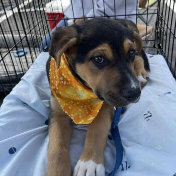 German Shepherd Dog Dogs Available for Adoption in Yukon, Oklahoma - Stevie | PetCurious
