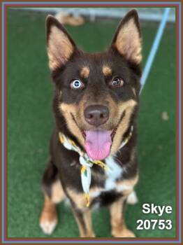 SKYE -  Shepherd and Siberian Husky Dog for Adoption in Marietta, Georgia - SKYE | PetCurious
