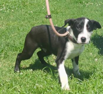 Van -  Labrador Retriever Dog for Adoption in Little Rock, Arkansas - Van | PetCurious