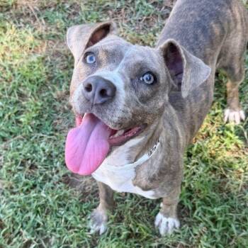 Misha -  Pit Bull Terrier and Mixed Breed Dog for Adoption in East Hanover, New Jersey - Misha | PetCurious