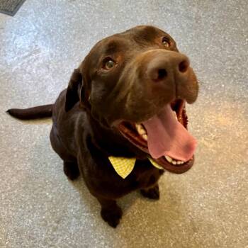 Jack -  Chocolate Labrador Retriever and Mixed Breed Dog for Adoption in Metamora, Michigan - Jack | PetCurious
