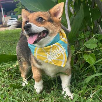 Fable in NH Come Meet Our Adoptable Dogs Wed-Sat, More Info in B -  Corgi Dog for Adoption in Manchester, New Hampshire - Fable In NH Come Meet Our Adoptable Dogs Wed-Sat, More Info In B | PetCurious