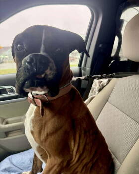 Rescue Boxer Dogs for Adoption in Monticello, New York - Oakley | PetCurious