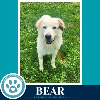 Bear 062726 -  Great Pyrenees Dog for Adoption in Kimberton, Pennsylvania - Bear 062726 | PetCurious