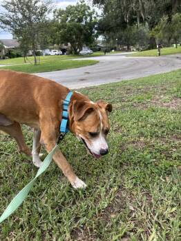Riker -  American Bulldog Dog for Adoption in Lakeland, Florida - Riker | PetCurious