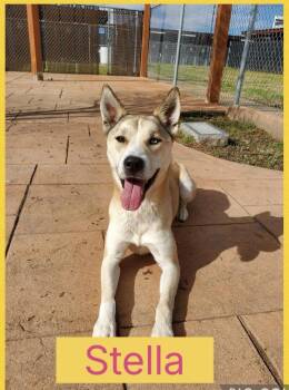 Husky Dogs Available for Adoption in Davenport, Iowa - Stella | PetCurious