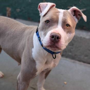 Rescue Mixed Breed Dogs for Adoption in San Francisco, California - Sabine | PetCurious