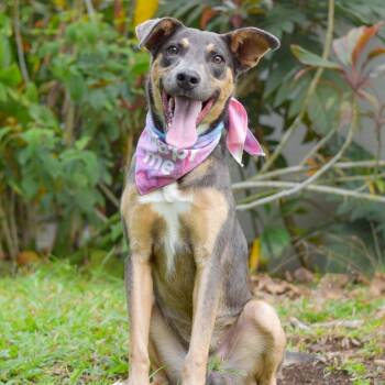 Mixed Breed Dogs Available for Adoption in Kailua-kona, Hawaii - Kiki | PetCurious