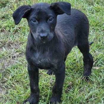Mabry -  Mixed Breed Dog for Adoption in Groveland, Massachusetts - Mabry | PetCurious