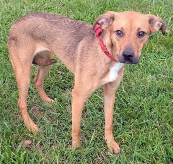 CHARLIE -  Black And Tan Coonhound and Mixed Breed Dog for Adoption in Akron, Ohio - CHARLIE | PetCurious