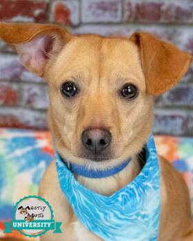 Rescue Chihuahua and Jack Russell Terrier Dogs for Adoption in Kennesaw, Georgia - Kipling | PetCurious