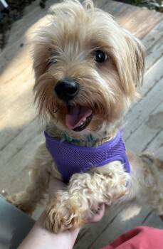 Gracie -  Yorkshire Terrier and Mixed Breed Dog for Adoption in Ellicott City, Maryland - Gracie | PetCurious