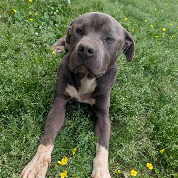 Pit Bull Terrier Dogs Available for Adoption in Birmingham, Alabama - Apollo | PetCurious