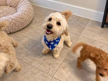 Chaco -  Cockapoo Dog for Adoption in Phoenix, Arizona - Chaco | PetCurious