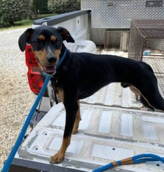 Miniature Pinscher and Mixed Breed Dogs Available for Adoption - Jo Jo $85 | PetCurious