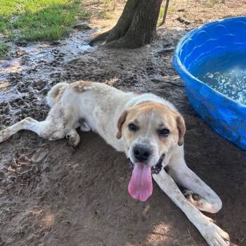 Rescue Pit Bull Terrier and Great Pyrenees Dogs for Adoption in Oswego, Illinois - Foster PEANUT! | PetCurious