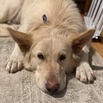 Maple -  German Shepherd Dog Dog Available for Adoption in Richmond, Virginia - Maple | PetCurious