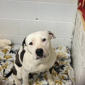 Pit Bull Terrier Dogs Available for Adoption in Enterprise, Alabama - Big Ben | PetCurious