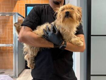 ESTRELLA -  Yorkshire Terrier Dog for Adoption in Rowlett, Texas - ESTRELLA | PetCurious